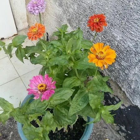 Apartment Sara's Garden